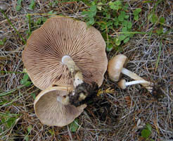 A view of the gills of a mature specimen and two younger fruiting bodies.